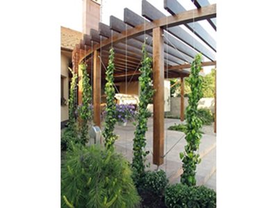 timber structure climbing plants