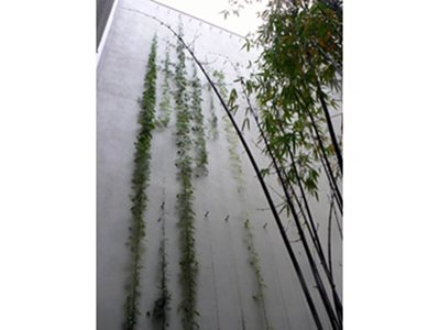 hanging plants white wall